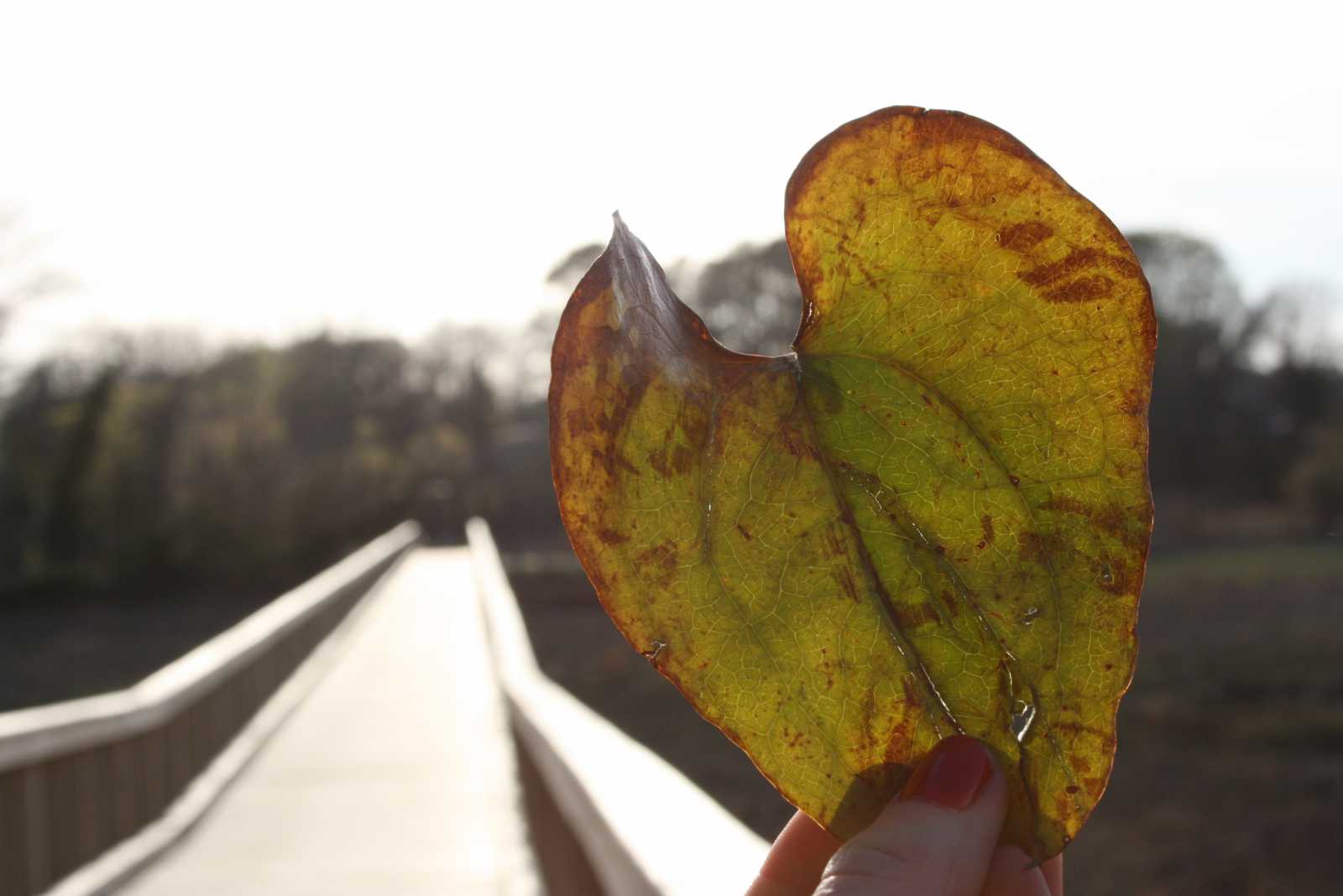 Heart in my Hand  by Abigail Proch
